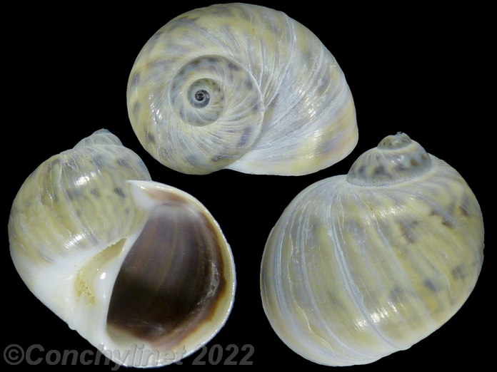 Notocochlis chemnitzii