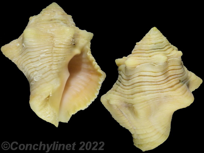 Cymia tectum