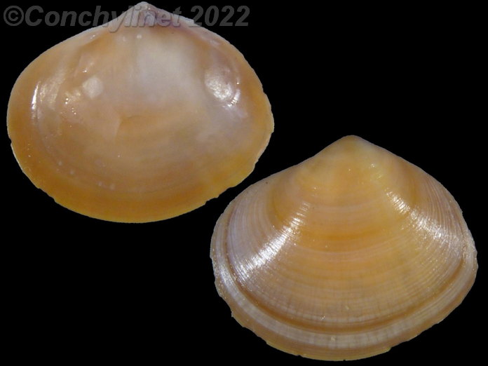 Heterodonax pacificus