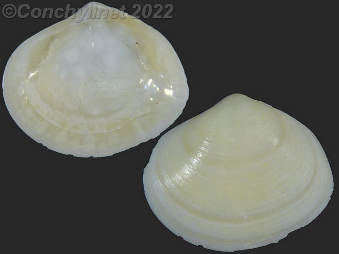 Heterodonax pacificus