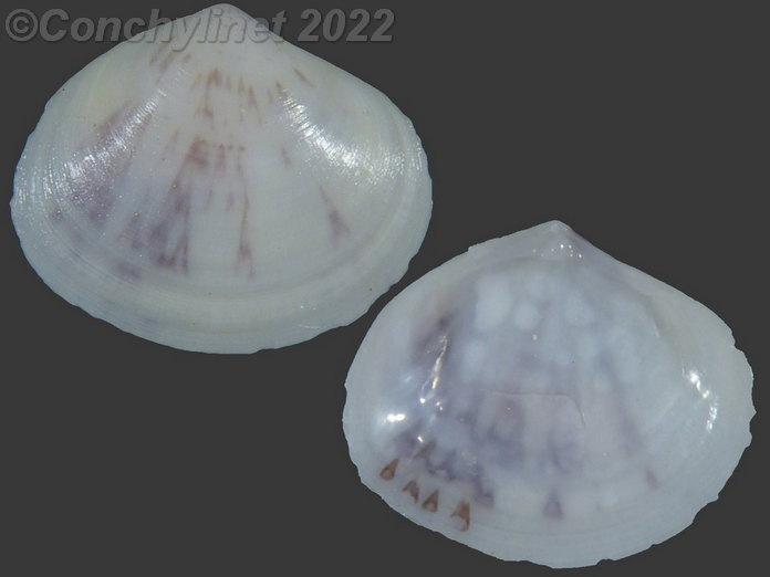 Heterodonax pacificus