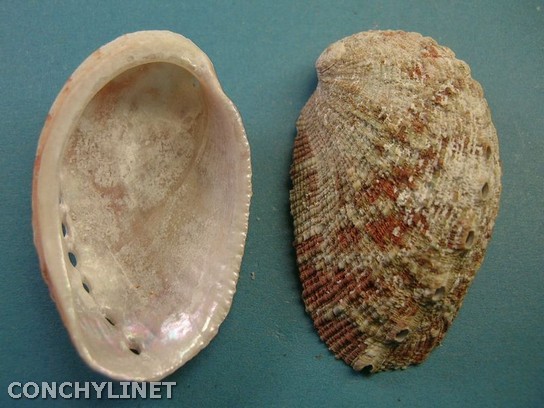 Haliotis squamata