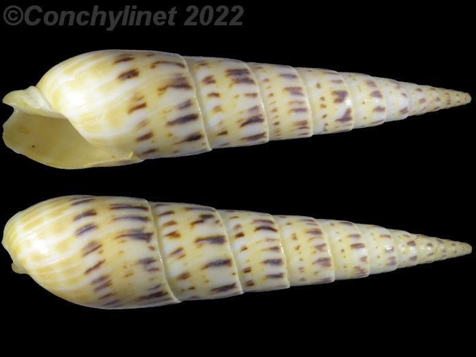 Oxymeris maculata