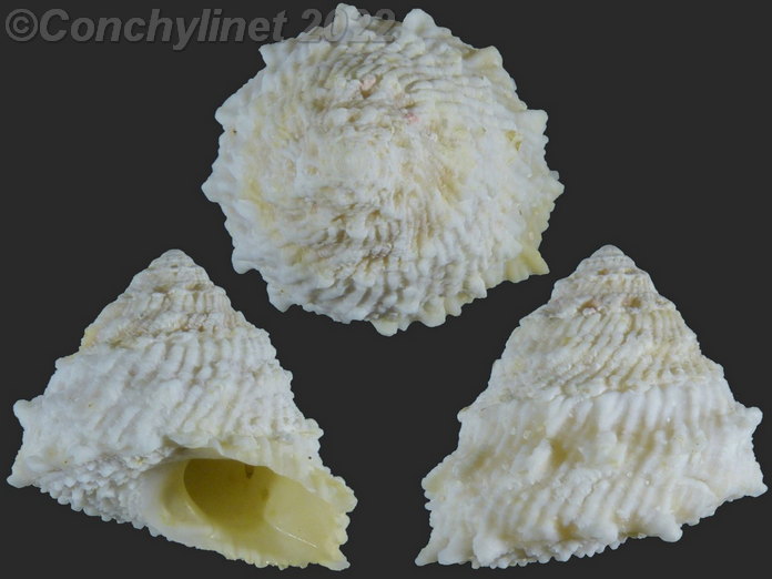 Astralium rhodostomum