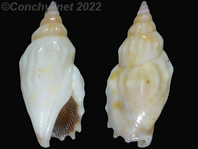 Strombus dentatus