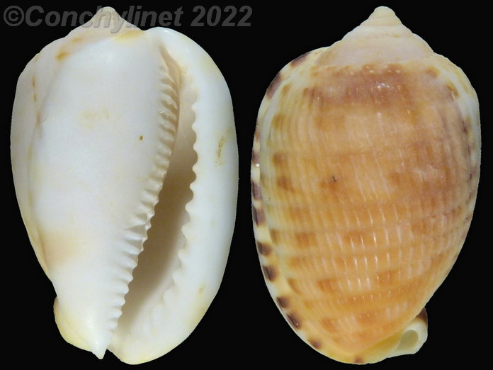 Cypraecassis testiculus