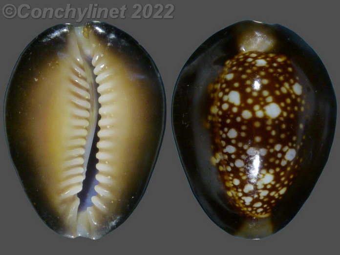 Cypraea caputserpentis
