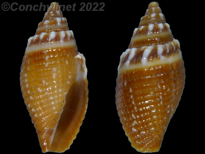 Strigatella coronata