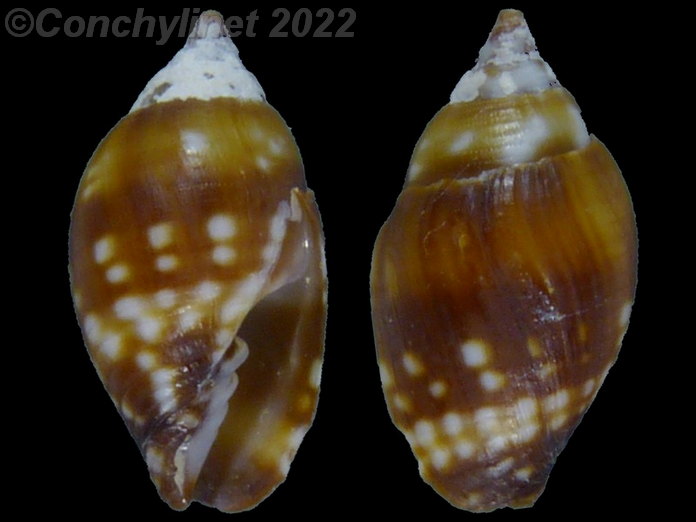 Strigatella litterata maculosa