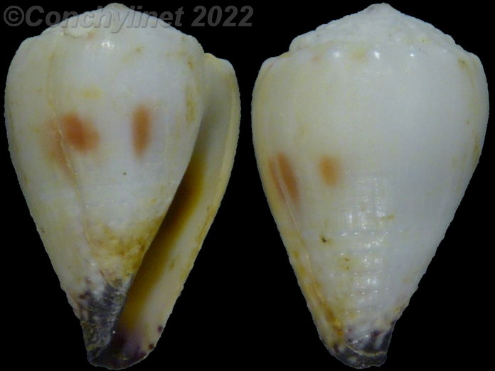 Conus nanus