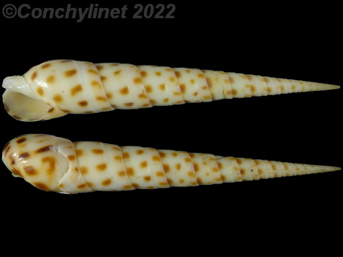 Oxymeris areolata