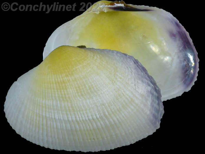 Asaphis violascens