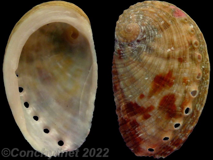 Haliotis rugosa