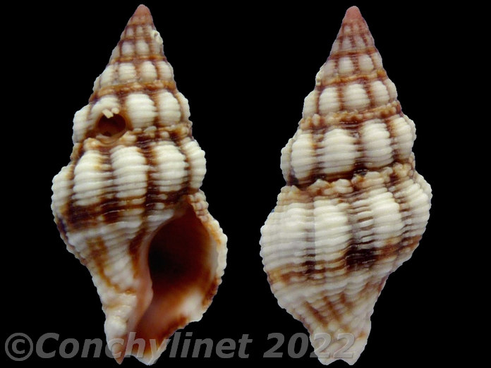 Peristernia forskalii