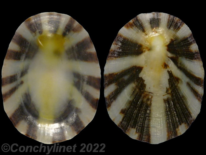 Cellana livescens