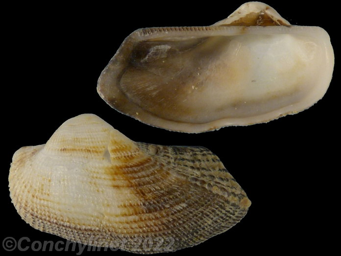 Arca patriachalis
