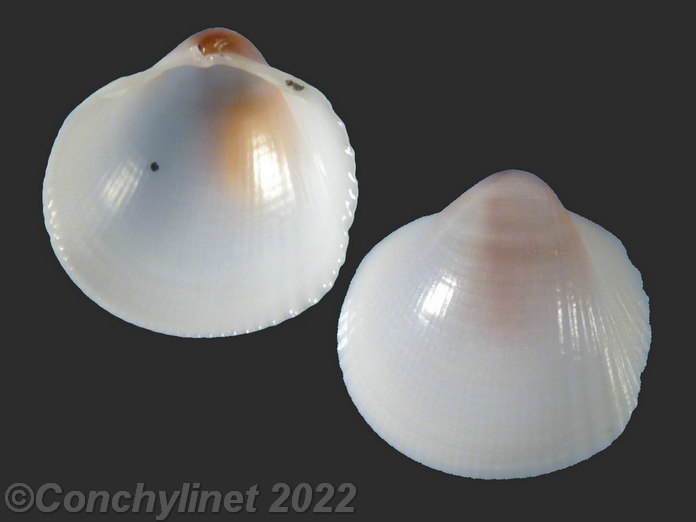 Fulvia dulcis