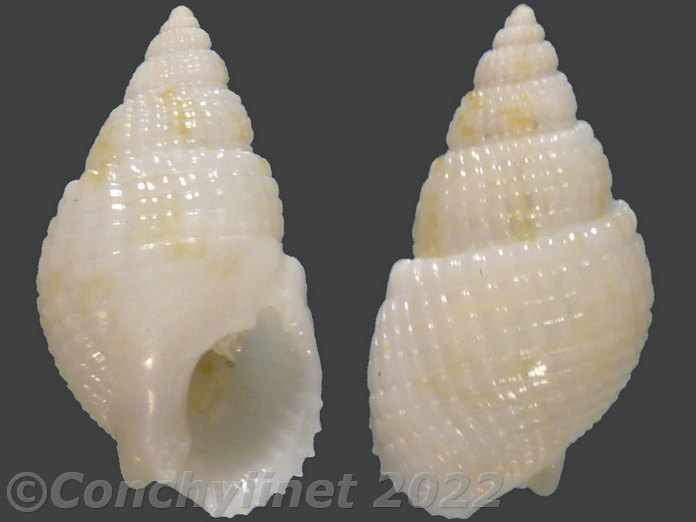 Nassarius splendidulus