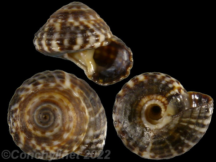 Heliacus variegatus