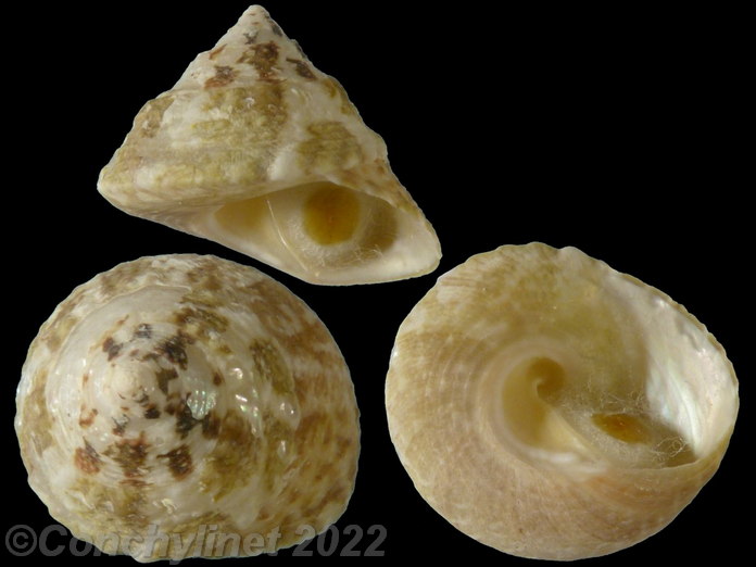 Trochus erithreus
