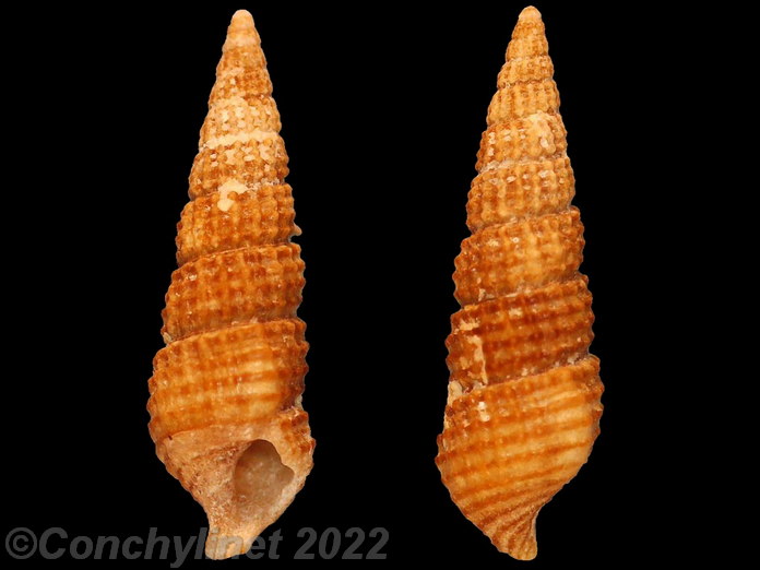 Bittium latreillii