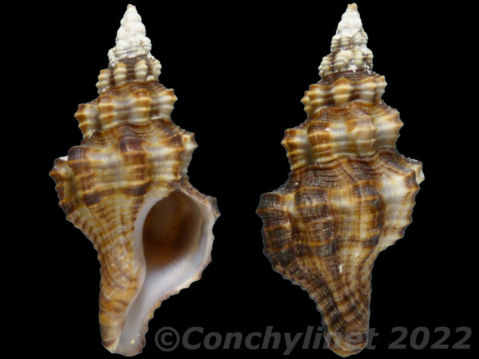 Fusinus syracusanus
