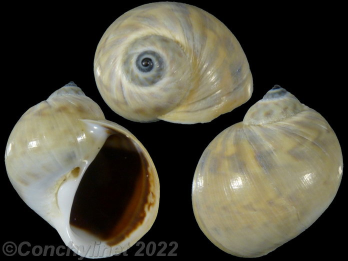 Notocochlis chemnitzii