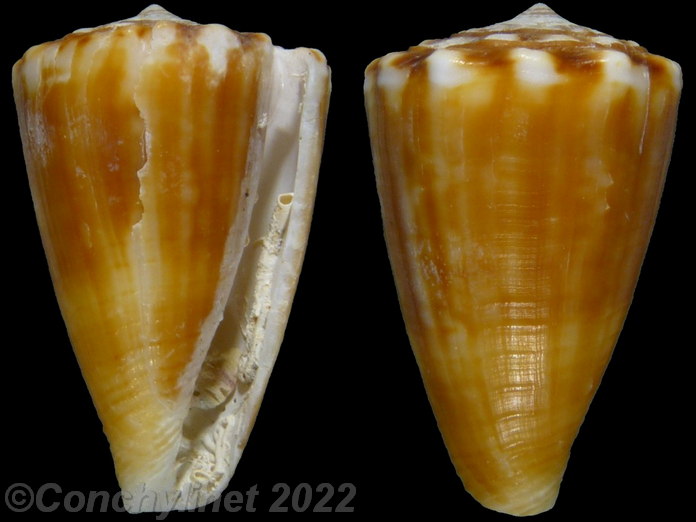 Conus gladiator