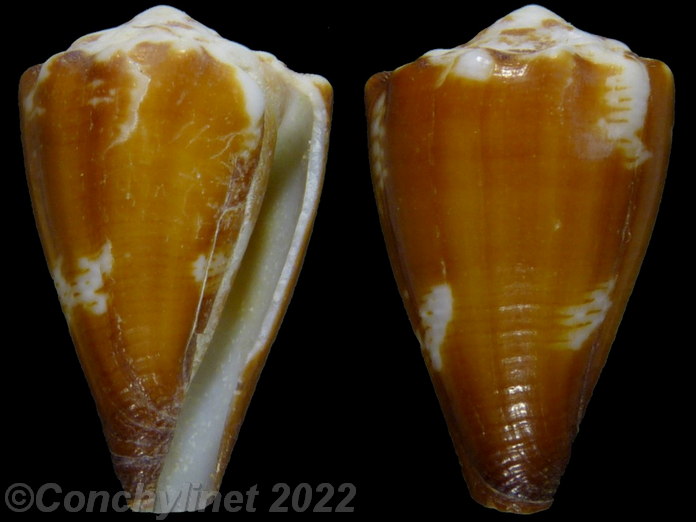 Conus gladiator