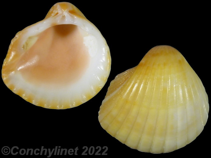 Americardia biangulata