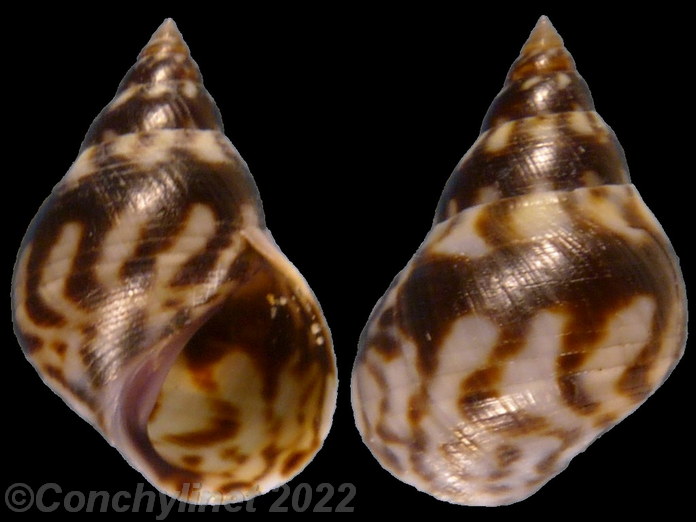 Littoraria undulata
