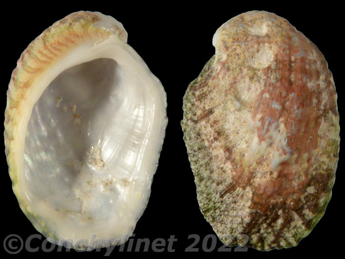 Stomatia phymotis