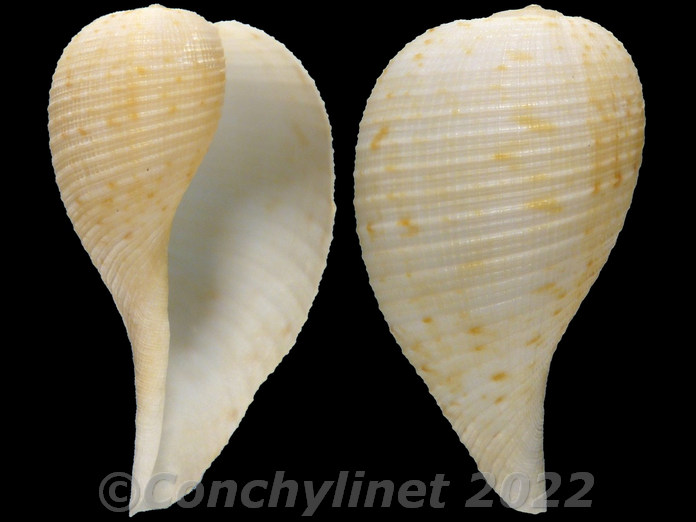 Ficus subintermedia