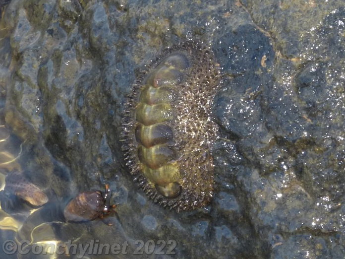 Acanthopleura vaillantii