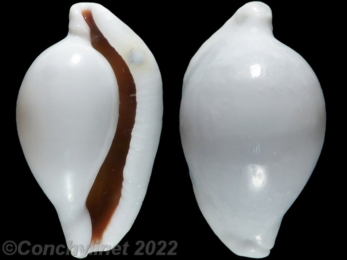 Ovula ovum Ovula ovum