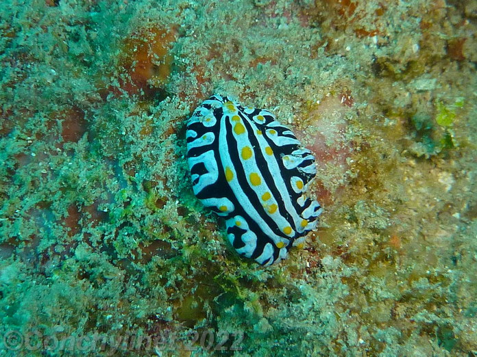 Phyllidia varicosa