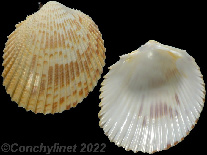 Vasticardium angulatum