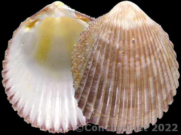 Vasticardium assimile