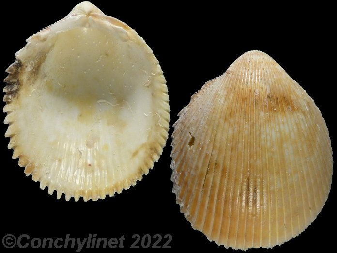 Vasticardium elongatum