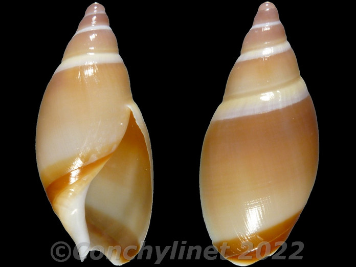 Ancillista velesiana