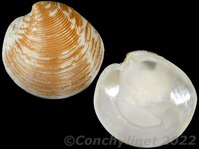 Dosinia deshayesii