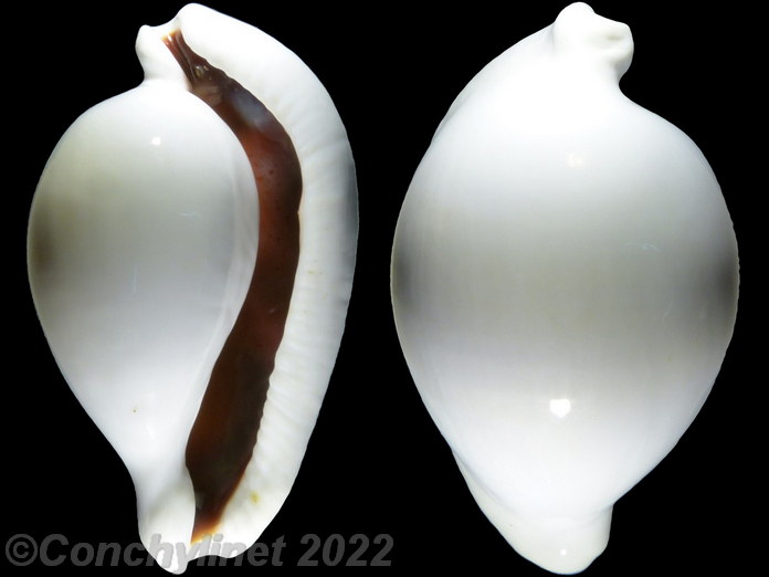 Ovula ovum Ovula ovum