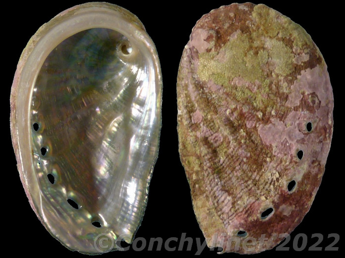 Haliotis tuberculata