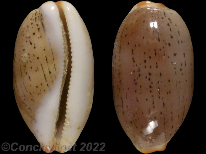 Cypraea isabella