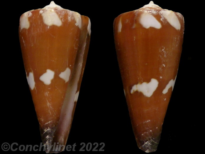 Conus litoglyphus