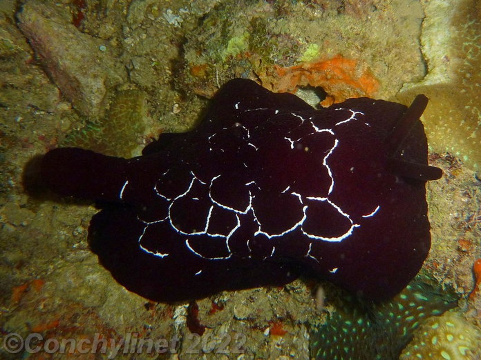 Pleurobranchus forskalii