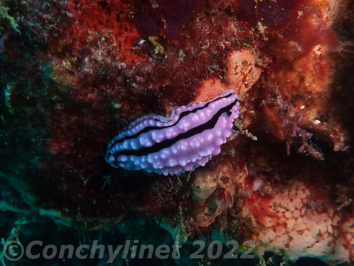 Phyllidiella rudmani
