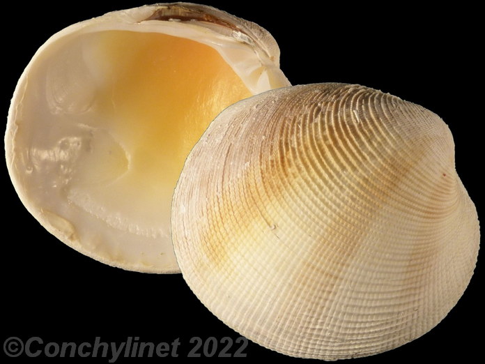Antigona clathrata