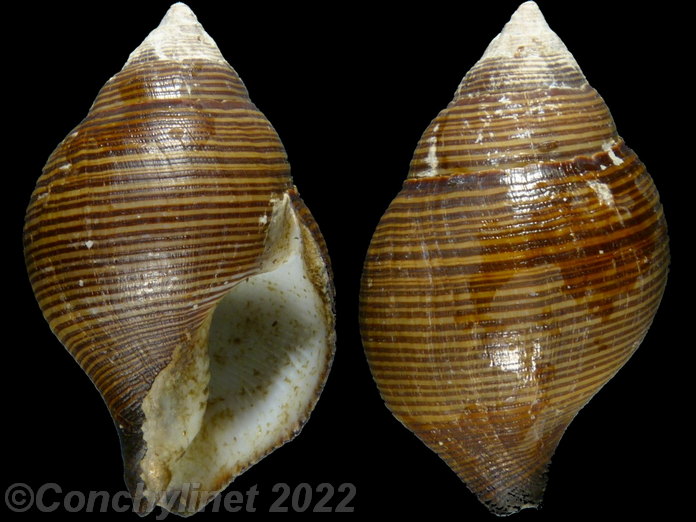 Latirolagena smaragdula