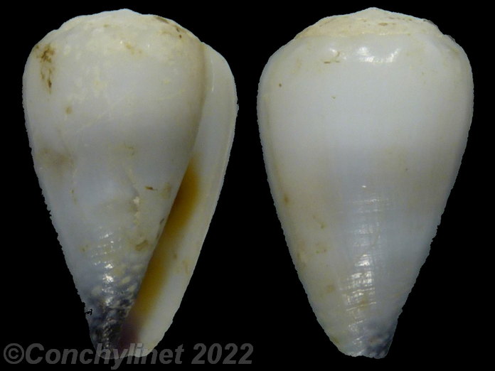 Conus nanus